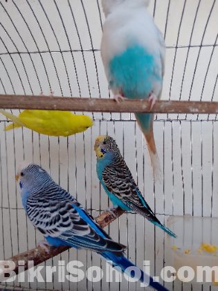 বাজিগর বাজিগার বাজরিগার